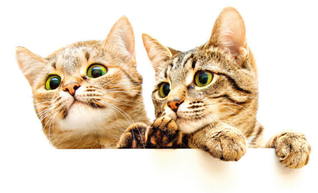 [shutterstock]