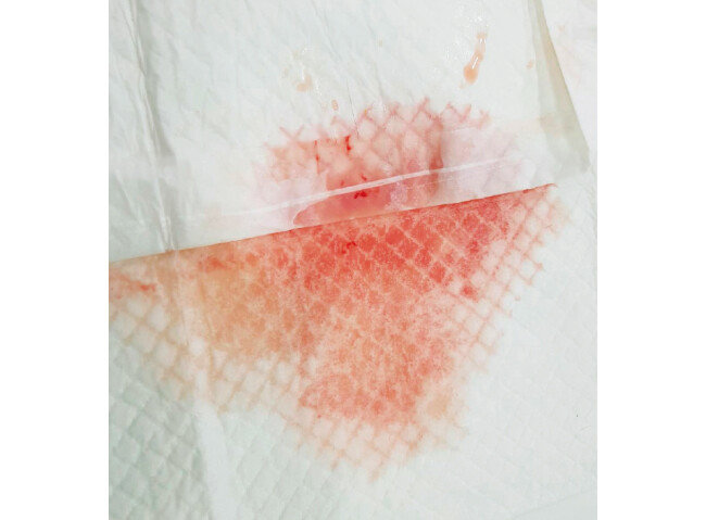 방광염이 발병한 고양이에게선 혈뇨가 관찰되기도 한다. [사진 제공·김명철]