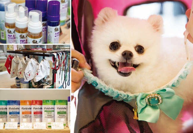 곰이에게 ‘비쇼네’에서 파는 액세서리를 코디해봤다.