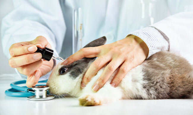 화장품 안전성 실험을 위해 희생되는 실험용 토끼. [shutterstock]