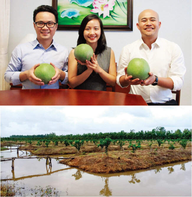 포멜로 농사에 미래를 건 베트남 청년들. 왼쪽부터 비엣 후인 3콤마캐피탈 대표, 쯔엉 하 COO, 딘 르엉 부사장(위). 40만㎡ 규모의 농장에서 종묘를 재배하고 있다.
