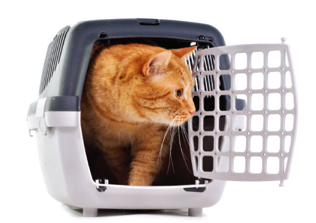 [shutterstock]