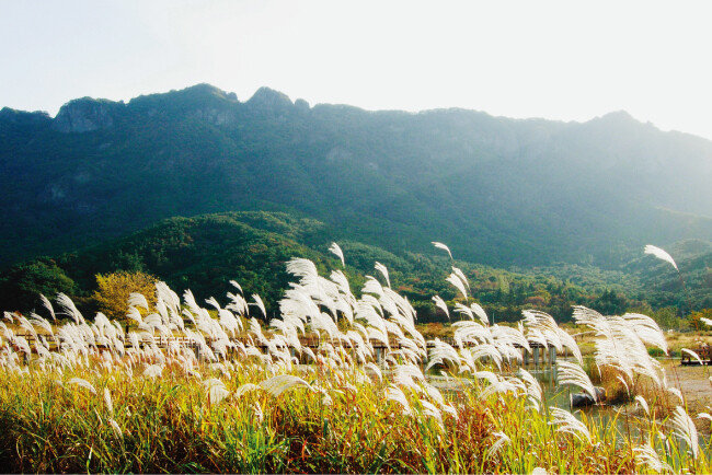전북 정읍시 내장산국립공원의 
갈대 풍경.