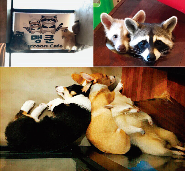 [‘맹쿤’ 인스타그램]