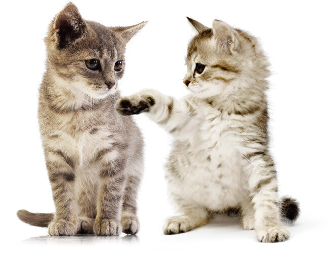 [shutterstock]