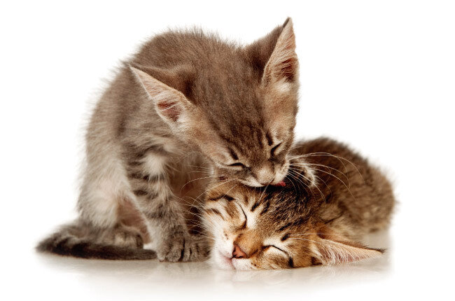 [[shutterstock]]
