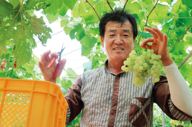 포도를 수확하는 김지원 대표. [사진 제공 · 그랑꼬또 와이너리]