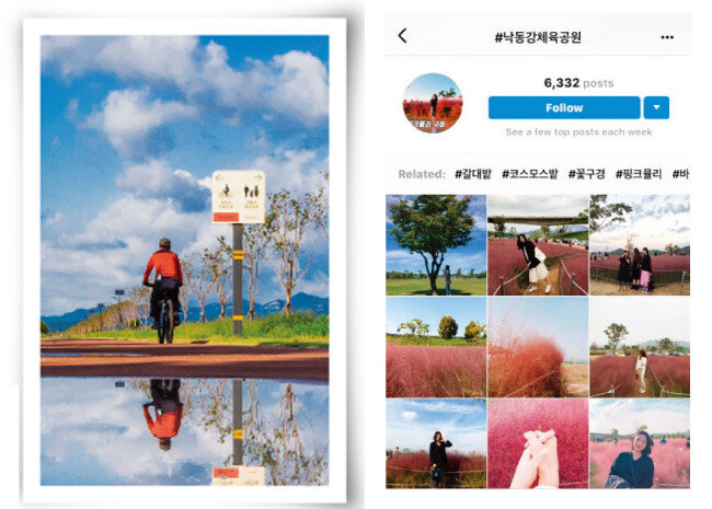 낙동강체육공원의 산책로와 자전거길, 낙동강체육공원의 핑크뮬리 사진을 올린 인스타그램(왼쪽부터). [사진 제공 · 구미시청, 인스타그램 캡처]