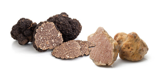 겉이 아주 까만색인 블랙 트러플(왼쪽)과 갈색인 화이트 트러플. [shutterstock]