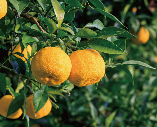 울퉁불퉁 못생긴 유자. [shutterstock]