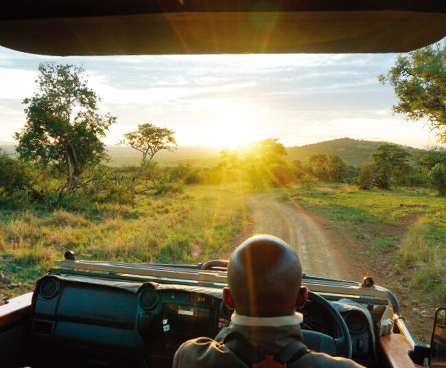 레인저가 게임 드라이브 차량을 몰며 동물에 대해 설명을 해 준다.
