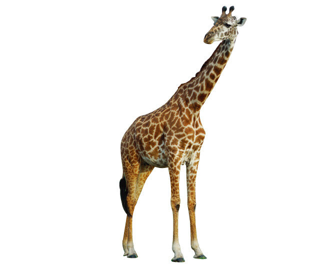 세렝게티에서 가장 처음 만난 동물인 기린.