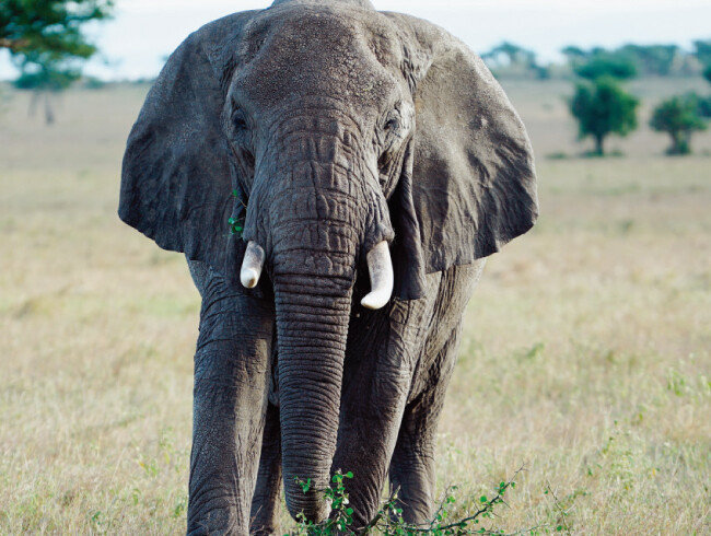 게임 드라이브 차량 쪽으로 다가온 코끼리.