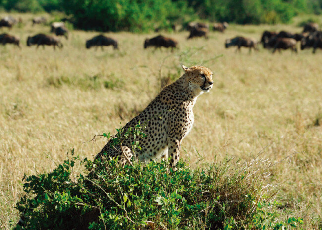 사냥감을 놓치고 망연자실한 표정의 치타.