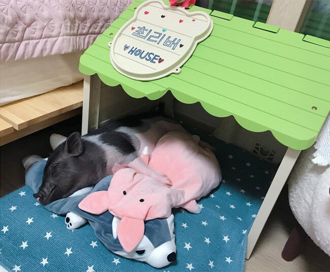 최하나씨가 기르는 리버이다[@river_choi_pig 인스타그램 캡처]