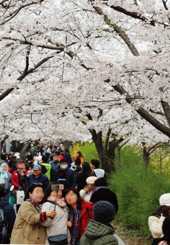 해마다 영등포 여의도봄꽃축제에는 수백만 인파가 몰려 인산인해를 이룬다. 사진은 지난해 축제장을 찾은 관람객들의 모습. [뉴시스]