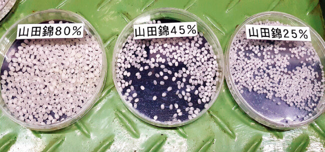 사케용 쌀 야마다니시키(山田錦)를 도정률로 구분해놓은 모습. 80%, 45%, 25%는 도정 후 남겨진 쌀 비율을 의미한다. 25%는 도정률이 75%라는 뜻이다. [사진 제공 · 명욱]