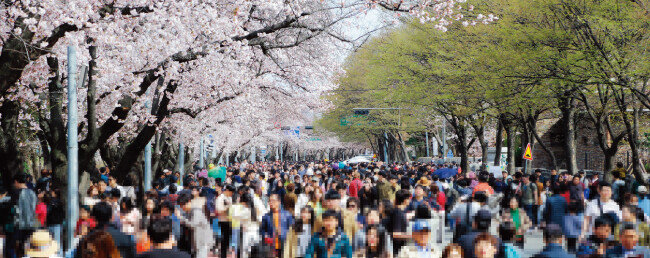  4월 5일부터 일주일간 개최된 ‘2019 영등포 여의도봄꽃축제’는 꽃길과 행사장을 분리해 관람객의 편의를 높였다는 평가를 받았다. 