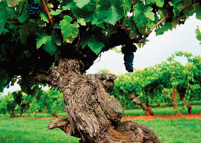 펜폴즈의 시라즈 고목. [사진 제공 ·금양인터내셔날]