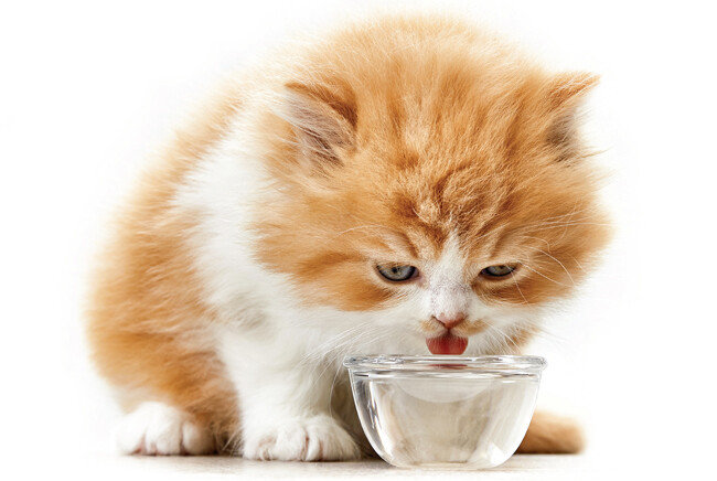 [shutterstock]
