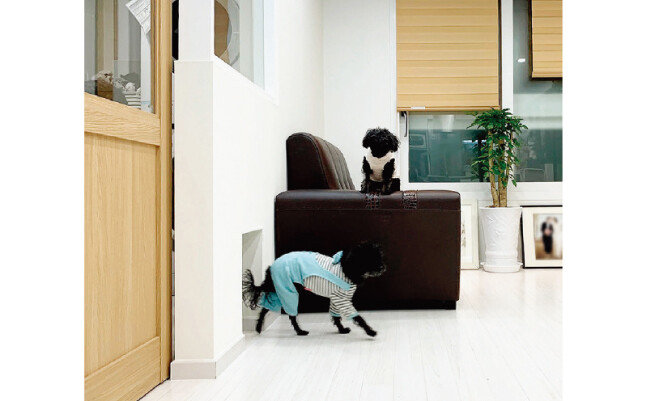 퍼즐주택의 펫도어. [사진 제공 · 퍼즐주택]