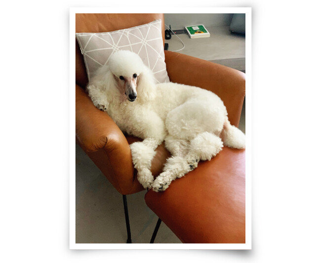  반려동물을 위해 집 공사를 할 때는 반려동물 특성에 해박한 인테리어 업자를 찾는 것이 좋다. [사진 제공 · 박지현]