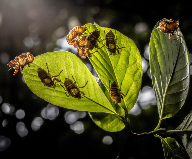 유충매미의 껍질 