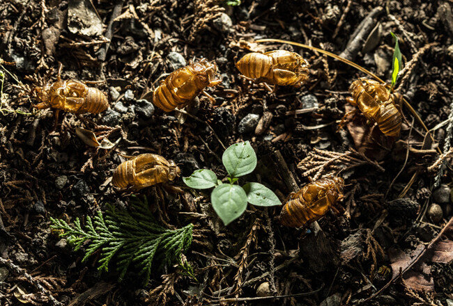땅 속에서 존재를 숨기고 살아온 매미