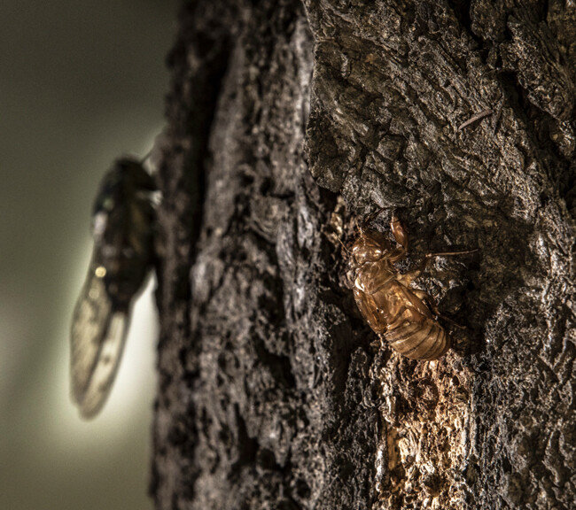 껍질을 벗어던진 매미