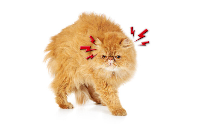 [shutterstock]