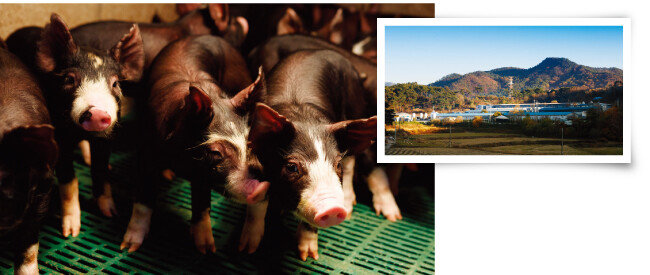 ‘다산육종’의 다산 버크셔(왼쪽)와
다산 버크셔가 자라는 전북 남원 사육장. [사진 제공·다산육종]