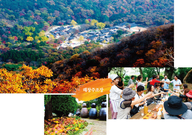 전남 해남의 대흥사 단풍(위)과 해창주조장 정원(아래 왼쪽), 해창주조장에서 막걸리를 시음하는 방문객들. [사진 제공 · 명욱, 사진 제공 · 해남군청]