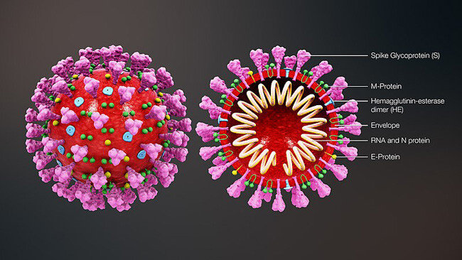 corona virus. [Scientific Animations 제공]