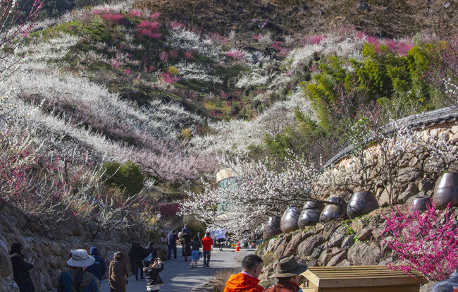 축제가 취소된 광양 매화마을의 풍경.