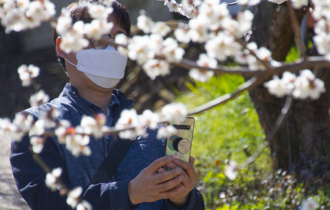 마스크를 착용하고 매화를 촬영하는 관람객.