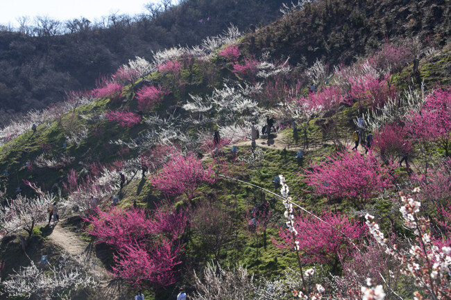 홍매화와 함께 어우러진 동산.