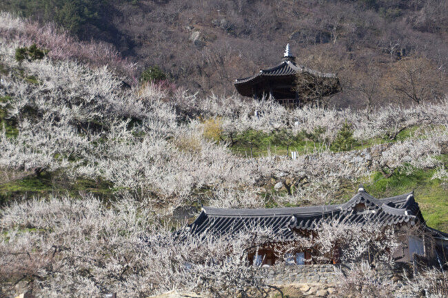 산등성이에 가득한 매화.