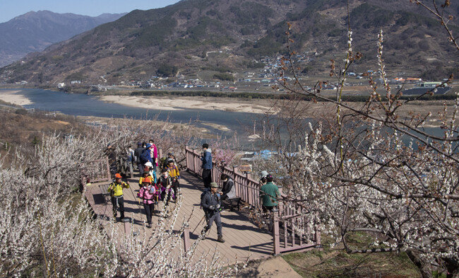 매화마을 데크에서 바라 본 섬진강.