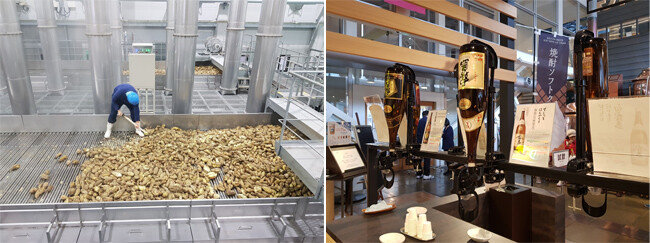  일본 기리시마주조 양조장에서 고구마를 선별하는 모습(왼쪽)과 기리시마주조의 고구마소주 비교 시음장. [사진 제공·명욱]