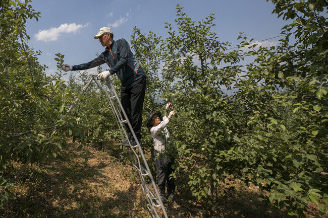 6월 15일 강원 양구군 푸른솔농원에서 농장주와 서울에서 온 근로자가 함께 사과나무 적과 작업을 하고 있다. [조영철 기자]