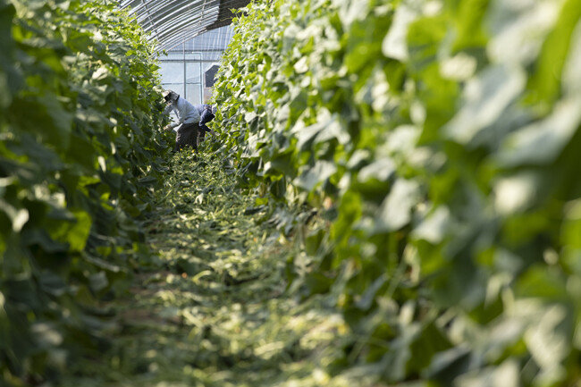 6월 15일 강원 양구군 오이농장 비닐하우스에서 서울에서 온 근로자들이 한창 오이를 수확하고 있다. [조영철 기자]