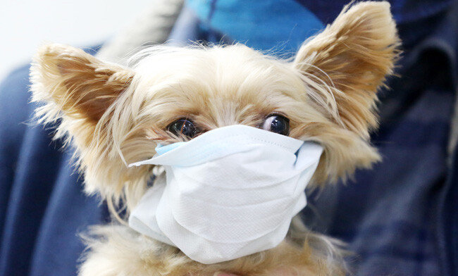 1월 28일 경기 평택항 국제여객터미널에서 강아지가 마스크를 쓰고 있다. [뉴스1]