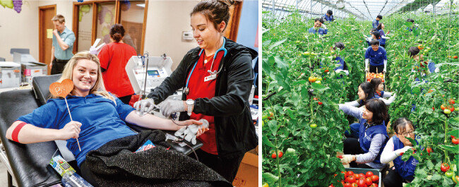 코로나19 발생 전 미국 UT 솔트레이크시티 하나님의 교회에서 헌혈행사가 개최됐다(왼쪽). 강원도 원주 소재 하나님의 교회 신자들이 신림면 황둔리에 위치한 농가에서 토마토 수확을 돕고 있다.