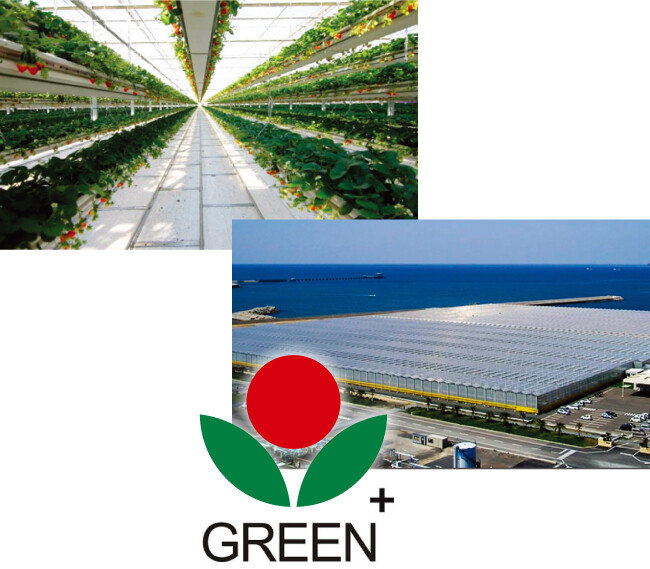 ‘그린플러스’가 시공한 경기 평택시 그린케이팜(위)과 일본 북규슈 스마트팜. [그린플러스 홈페이지]