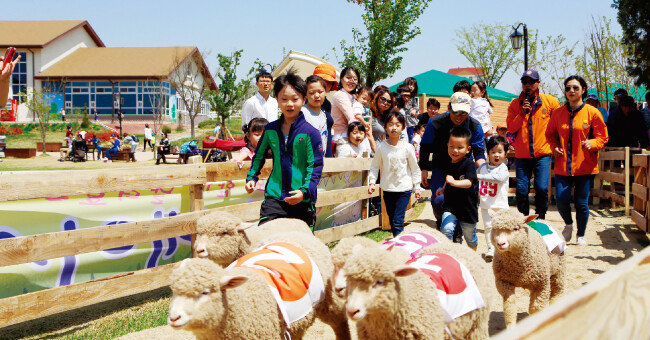 경기 안성팜랜드에서 양떼 체험 중인 아이들. [사진 제공 · 안성시청]