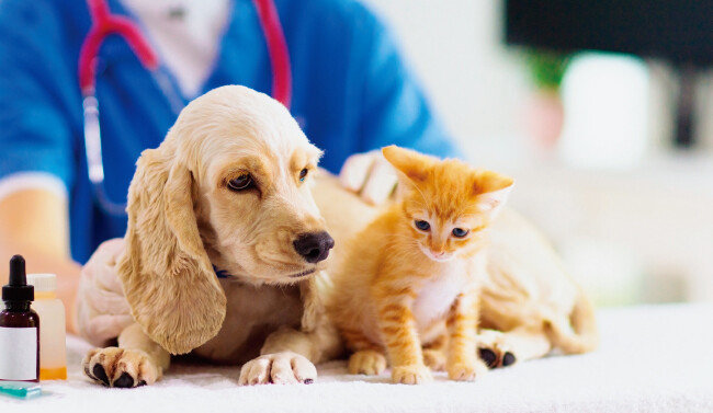 한국에서 반려동물을 키우는 사람은 1500만 명 가까이 된다. [GETTYIMAGES]