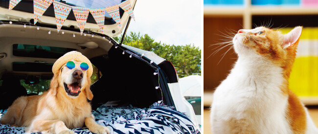 여름철 반려동물과 함께 건강을 챙기며 슬기롭게 생활하는 방법을 전문가들로부터 들었다. [GETTYIMAGES]