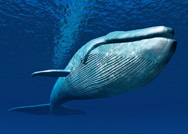 지구상에서 가장 큰 동물 대왕고래. [GETTYIMAGES]