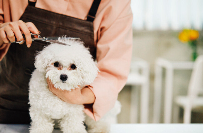반려동물학과 진학을 원한다면 지금이 각 대학 입시 요강을 살필 때다. [GettyImages]