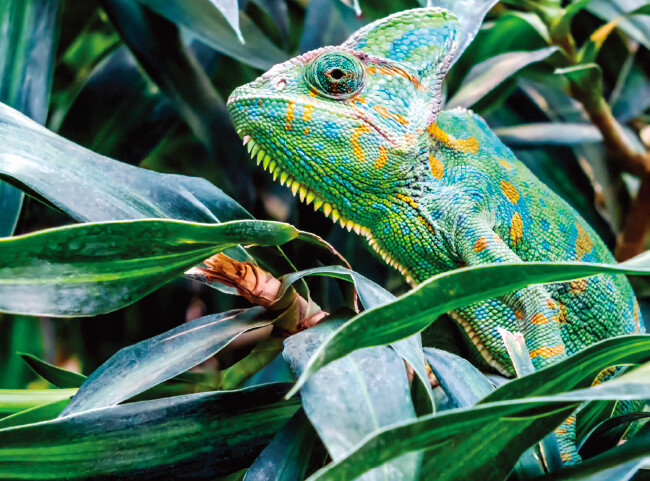 카멜레온. [GETTYIMAGES]